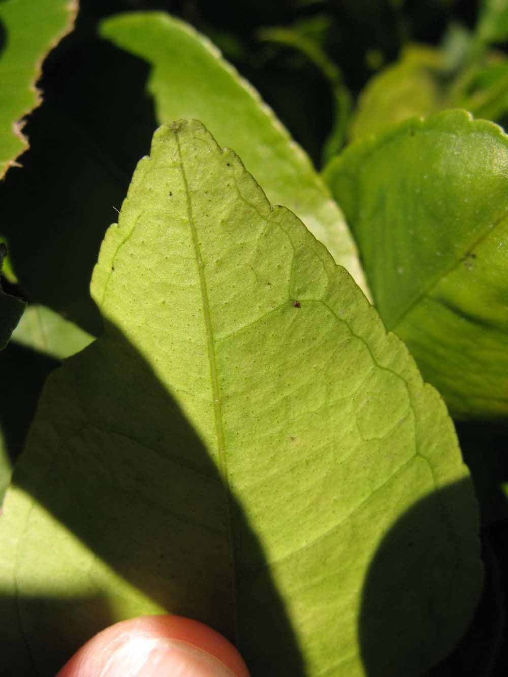              Margin (Winter Haven, FL)       